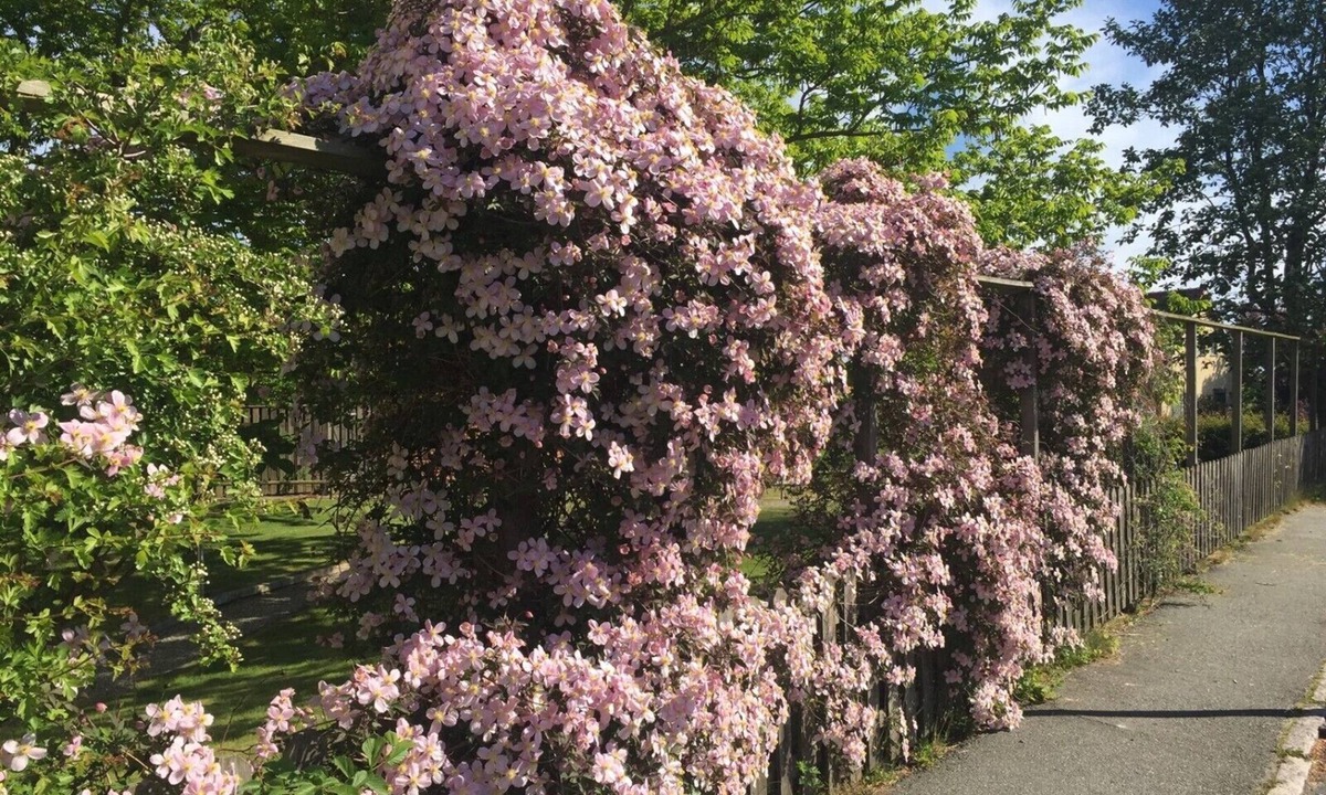 Simrishamn Bed & Breakfast | Aurora Bed & Breakfast