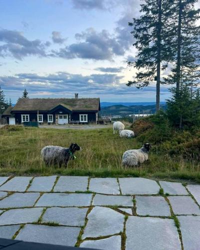 Ringsaker House | Authentic Family Cabin Experience At Sjusjøen
