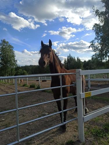 Mikkeli Apartment | BB Polle - with the horse view