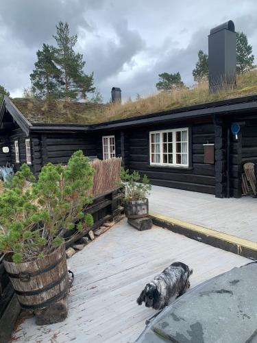 Nissedal House | Familiehytte I Telemark med 4 soverom