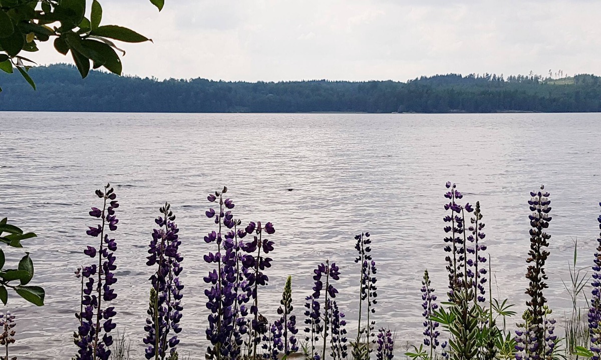 Odskolt House | Gemütliches Schwedenhaus am See, 6 Pers., 2 Schlafzi., Kamin, Natur