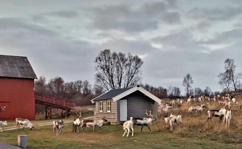 Indre Billefjord House | Stenli Retro Homestay