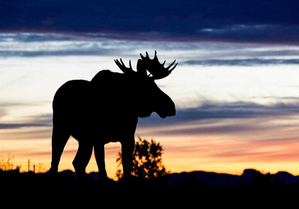 Bostad House | Wildlife Panorama Lofoten