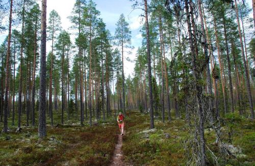 Ljordal Apartment | 15 - Fulufjellets national parks -This is the place where Norway and Sweden meet in a large protected area for animals and nature