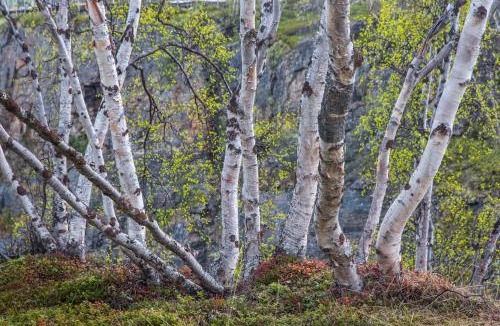Abisko House | Abisko Guesthouse & Activities