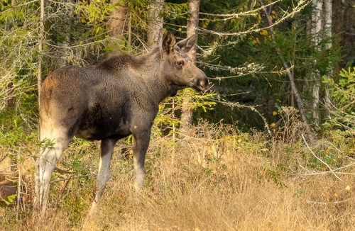 Torsby House | Beautiful holidays in nature with good opportunities for fishing