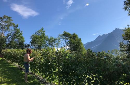 Sykkylven Other | Cozy yurt on regenerative farm