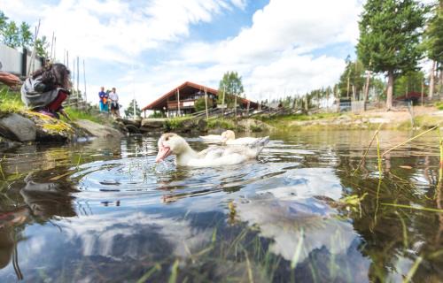 Dombas Hostel | Dombås Hostel