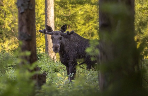 Lidhult House | Holidays in the countryside in Småland