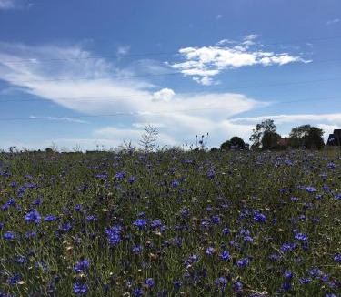 Borrby Hotel | Hotel Borrby