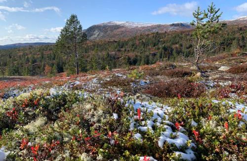Flaa House | Hytte på Sørbølfjellet
