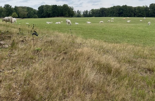 Stavsjo Cabin | Lättstädad stuga med bastu och inkluderande kanot