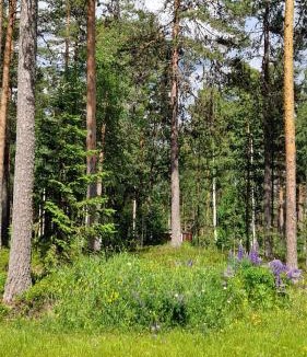 Sorsjon House | Lövnäs Sommarhus
