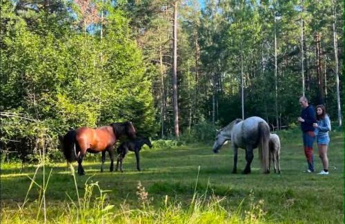 Skien Other | opplevelses hytta badestamp ridning osv