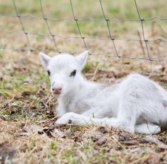 Tavelsjo Other | Reindeer Ranch