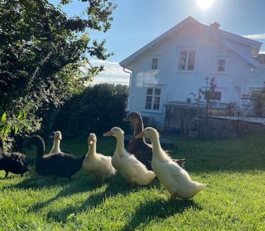 Grimstad Apartment | Sørlandshus i skjærgården Anneks