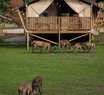 Hoor Municipality Other | Skånes Djurpark - Wild Lodge