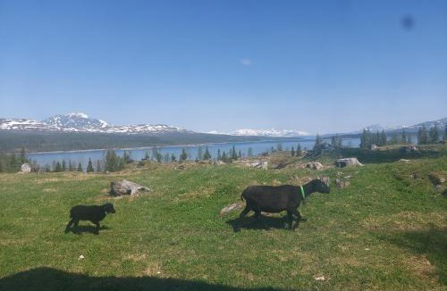 Hattfjelldal House | small camping cabbin with shared bathroom and kitchen near by
