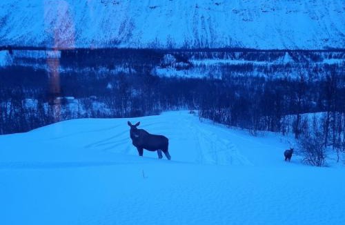 Tromso House | Stormo Cottage
