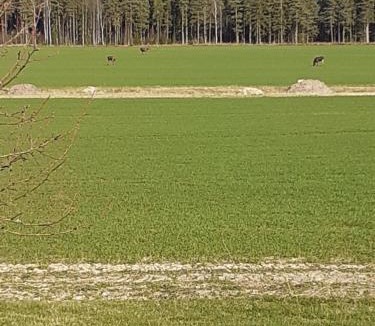Saffle House | Värmlandsnäs Valdersrud Stenröse