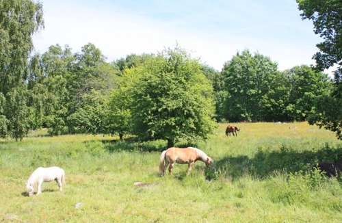 Ryd House | Vacation at a farmstead with horses and ponies