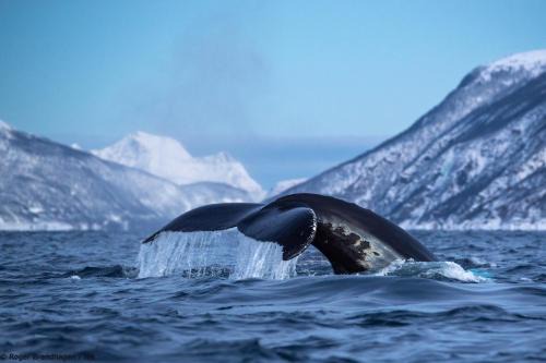 24hrs Northern Lights & Whale Watching Cruise