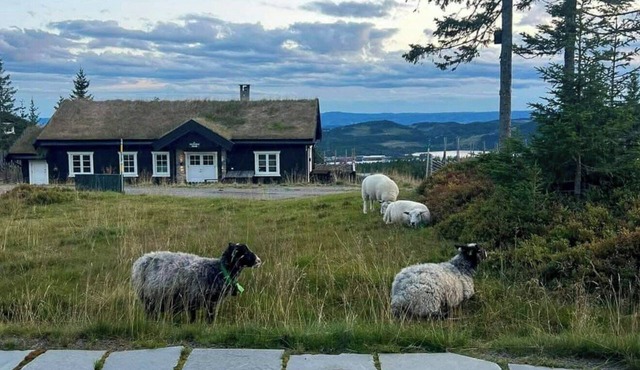 Authentic family cabin experience at Sjusjøen