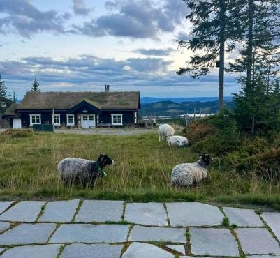 Authentic Family Cabin Experience At Sjusjøen