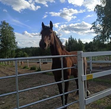 BB Polle - with the horse view