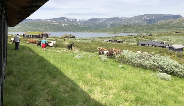Berghütte in Hemsedal Vavatn- Einer der Malerischsten Destinationen in Norwegen!