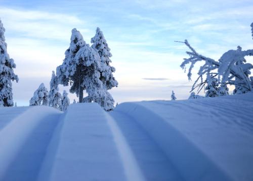Hjørnet - Fulufjellets nasjonalparker - snø - alpint - langrenn - snøscooter in Trysil