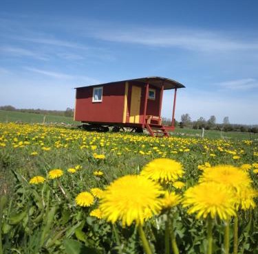 Röda Vagnen Nostalgi och natur i unik cirkusvagn