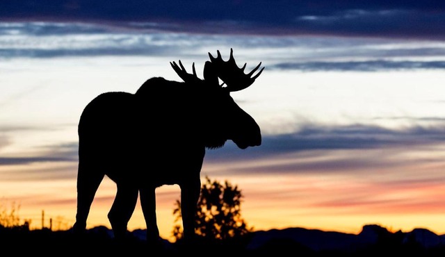 Wildlife Panorama Lofoten