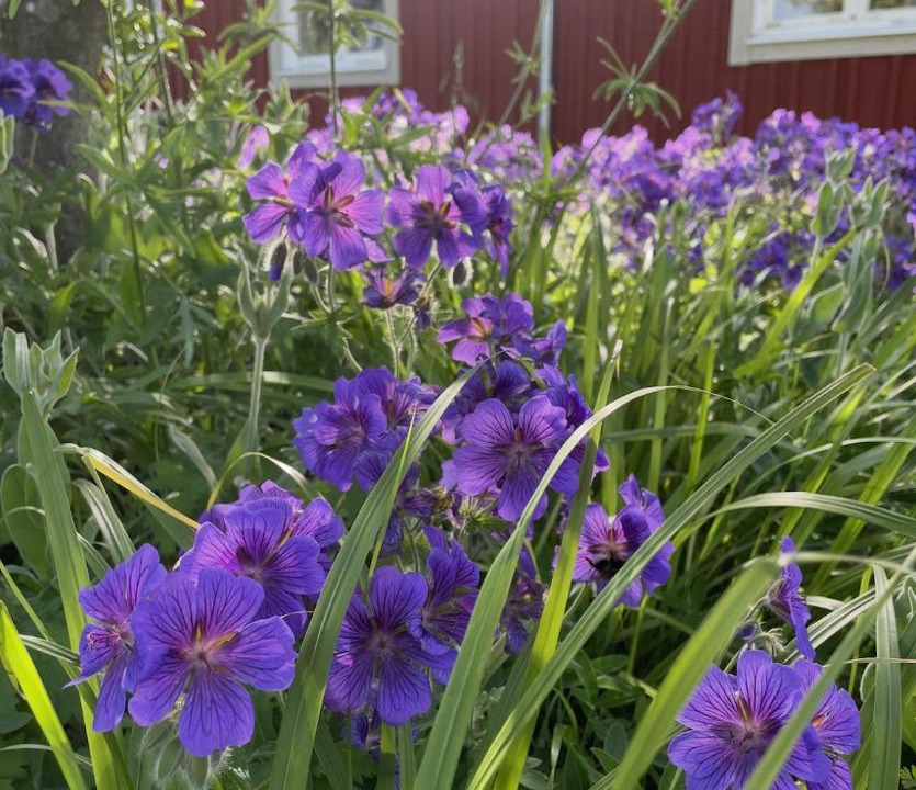 Horby House | Gretas Hus - ett nyrenoverat torp på sydsvenska landsbygden