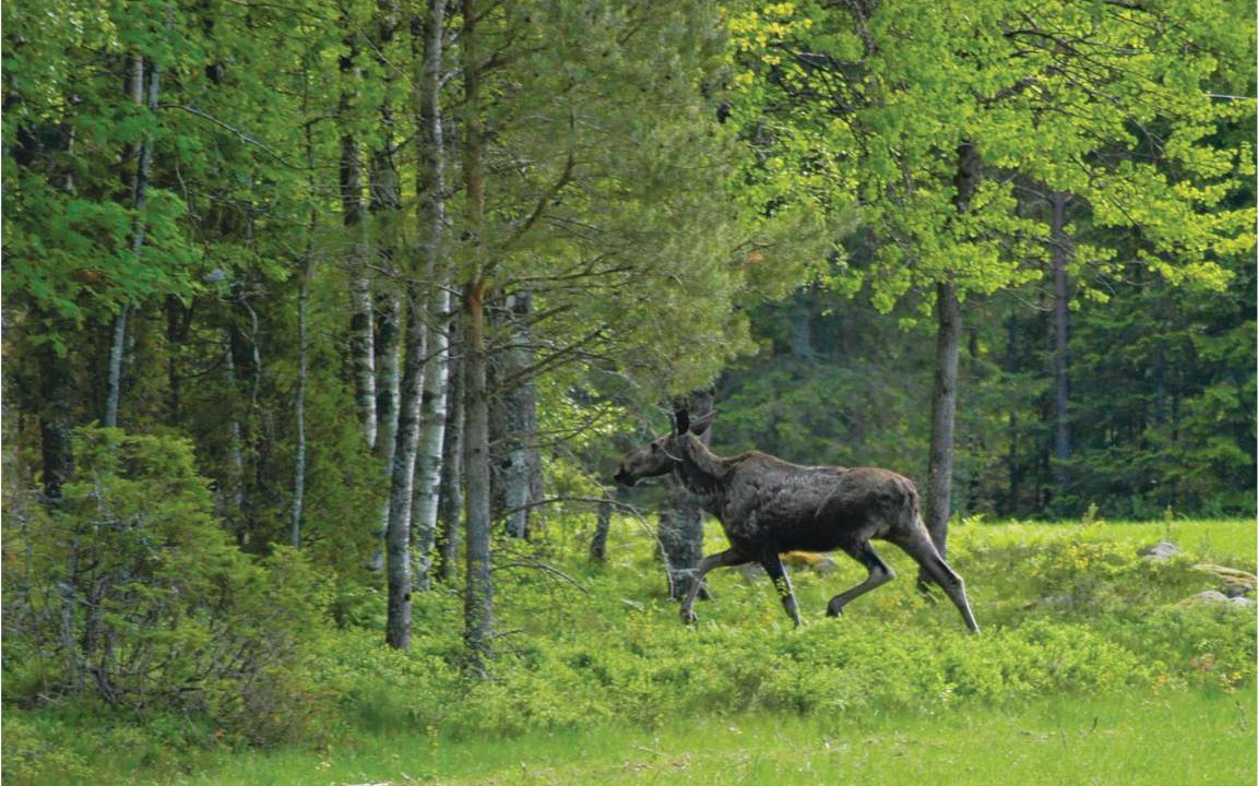 Photo of Others in Nossebro