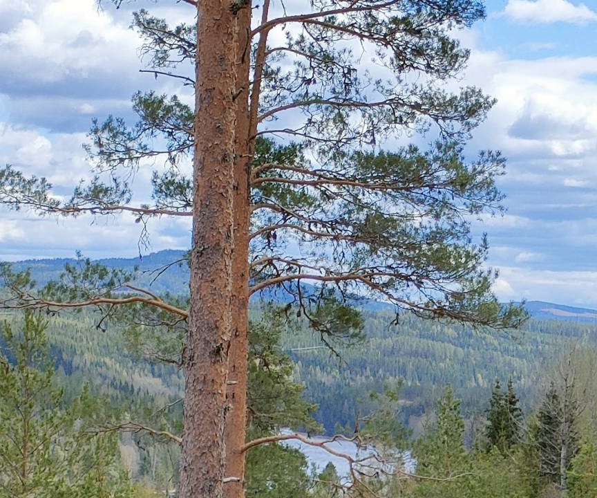 Photo of Others in Syssleback