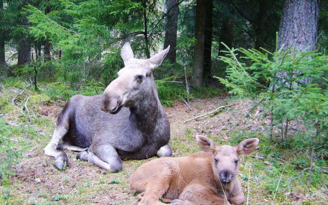 Photo of Others in Granna