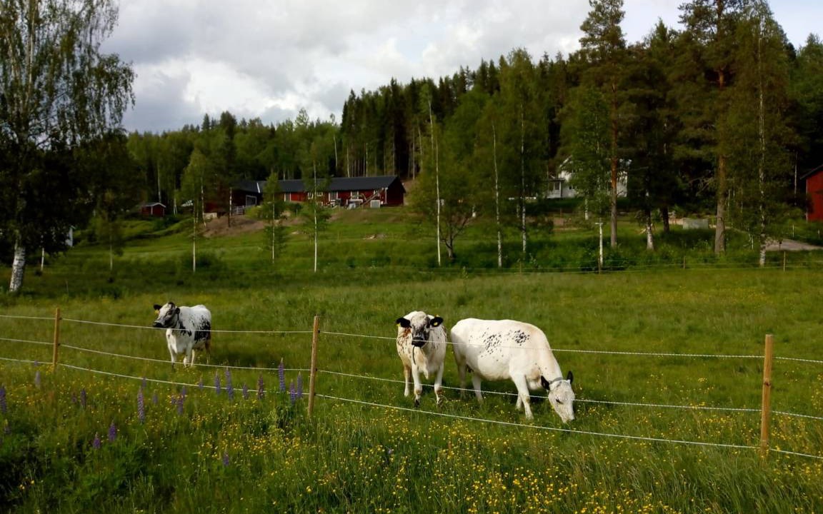 Photo of Others in Ambjorby