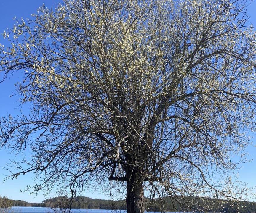 Photo of Others in Jarnforsen