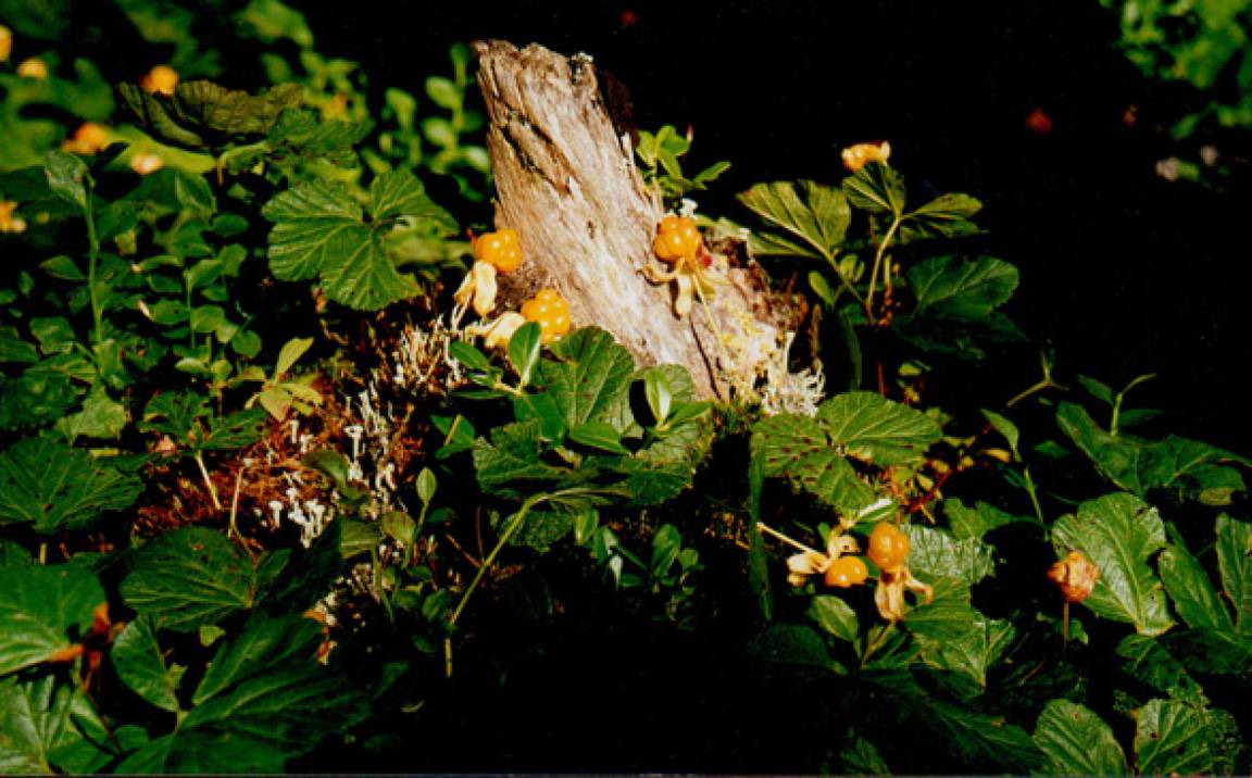 Photo of Others in Mora