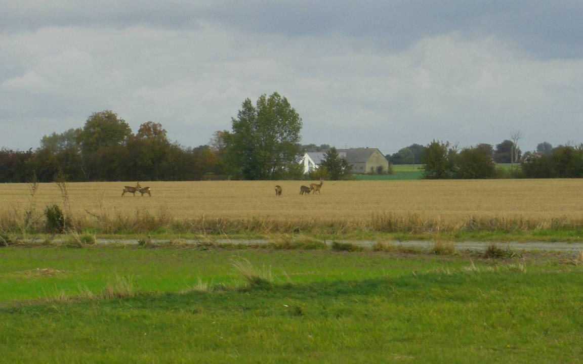 Photo of Others in Malarhusens