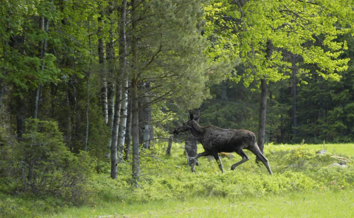 Photo of Others in Varekil