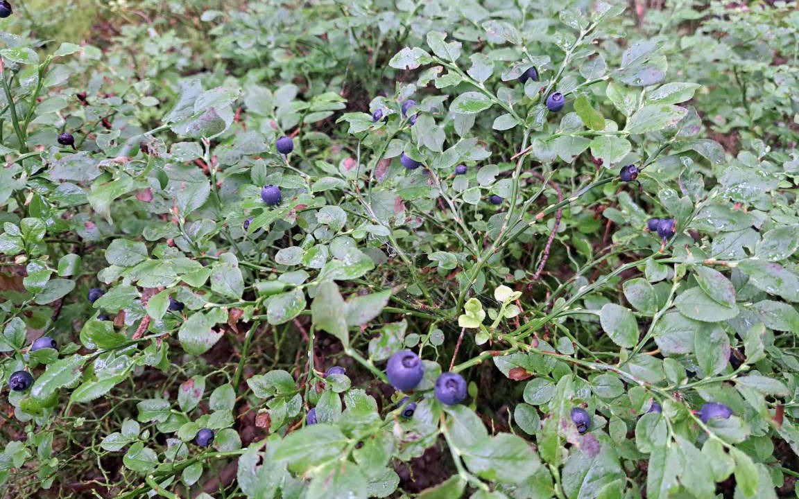 Photo of Outdoor in Veddige