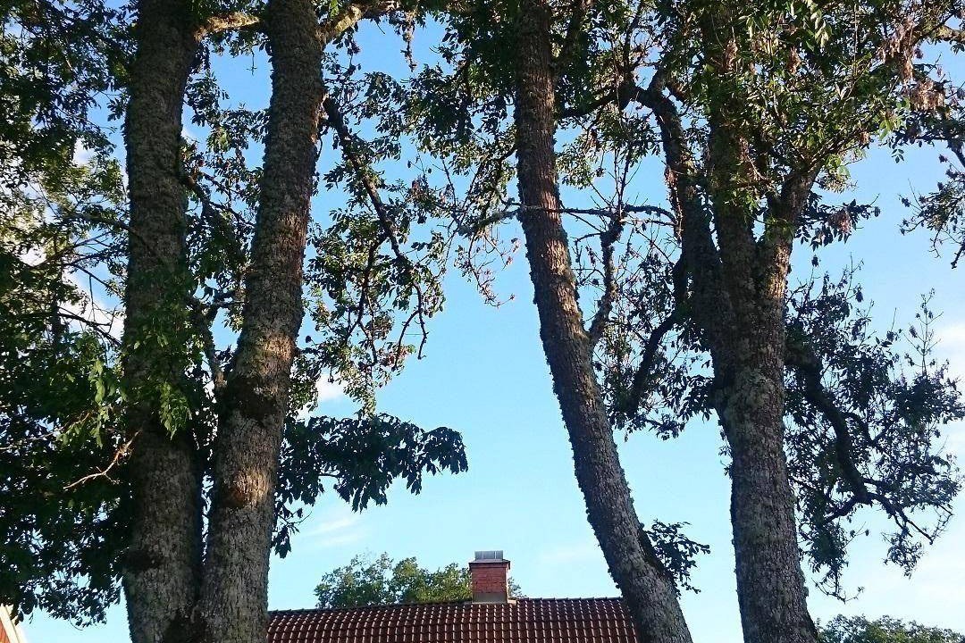 Photo of Others in Oskarshamn Municipality