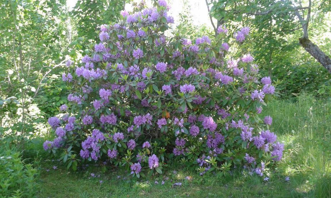 Photo of Outdoor in Glava