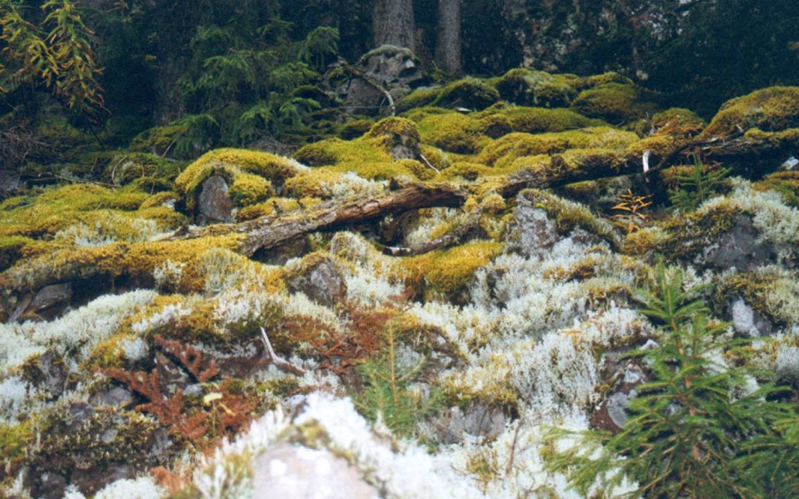 Photo of Others in Mora