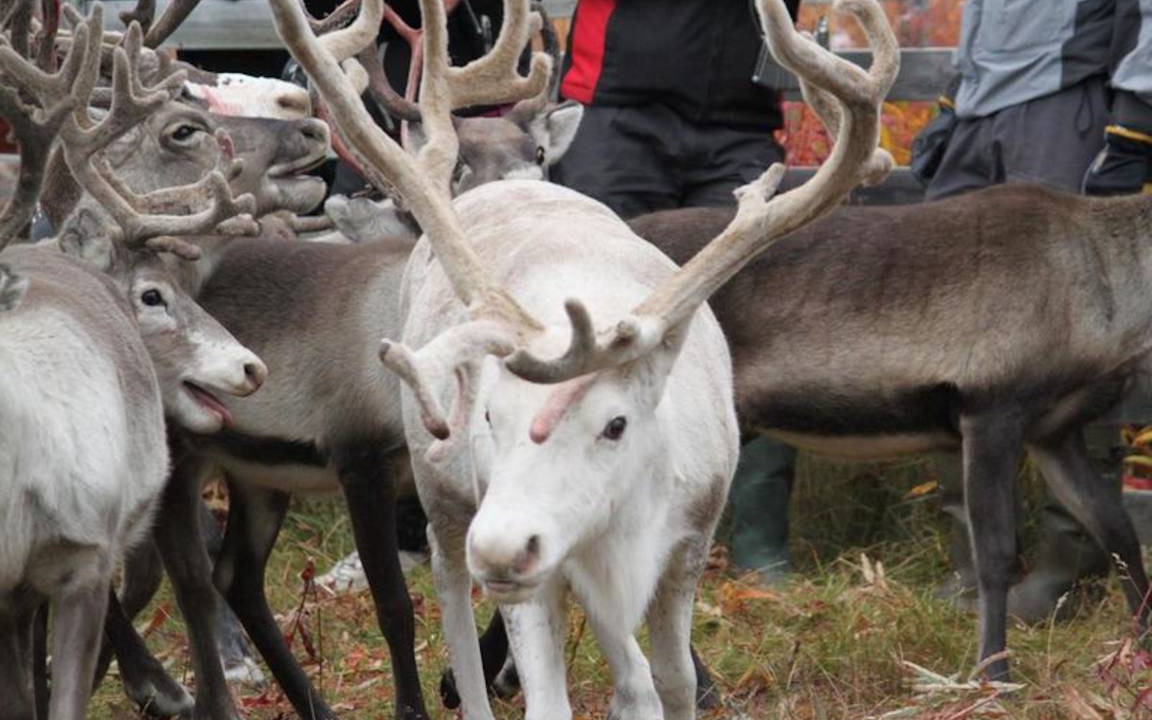 Photo of Others in Jokkmokk Municipality