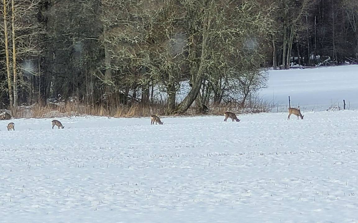 Photo of Others in Mullsjo