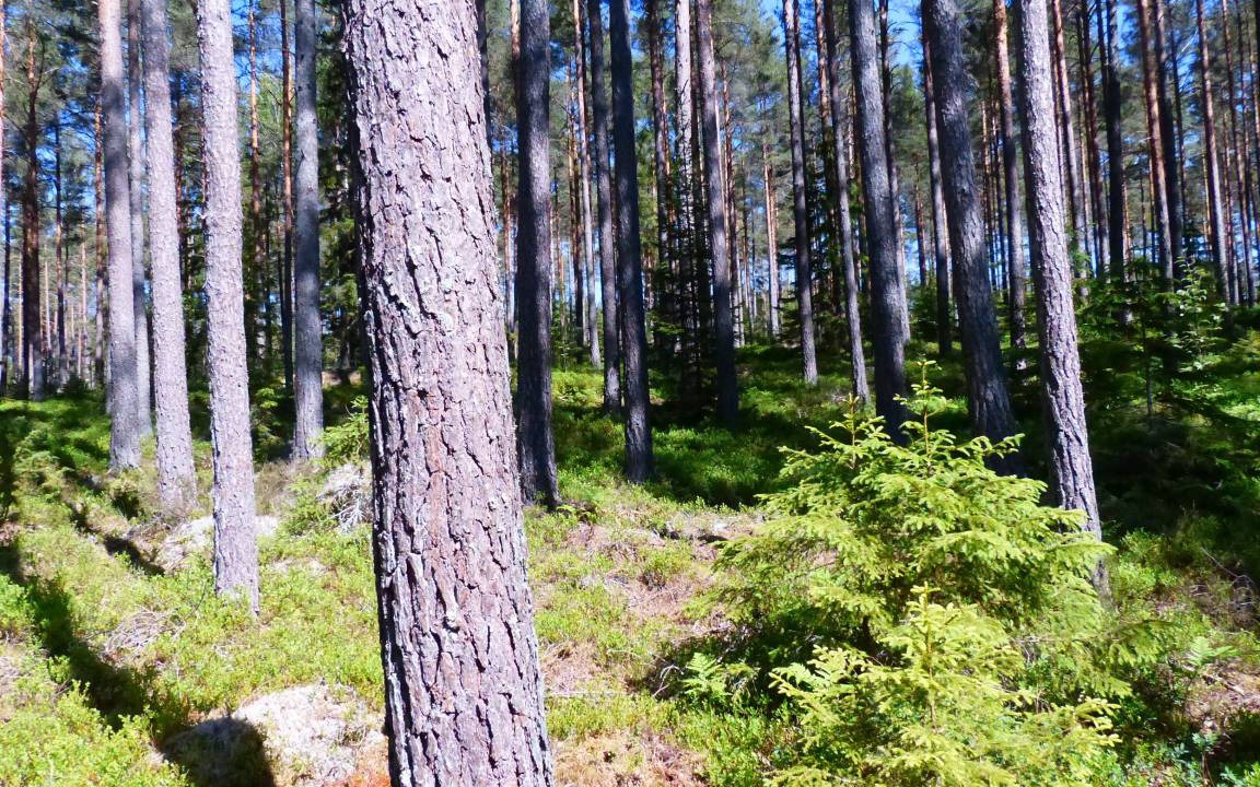 Photo of Others in Vimmerby Municipality