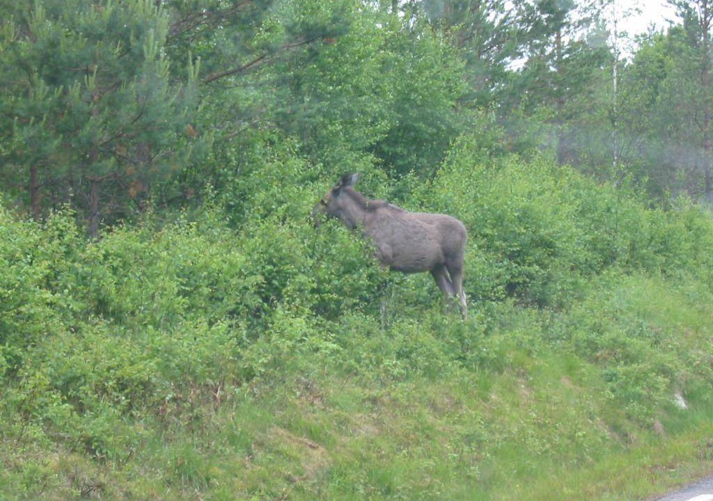 Photo of Others in Hagfors